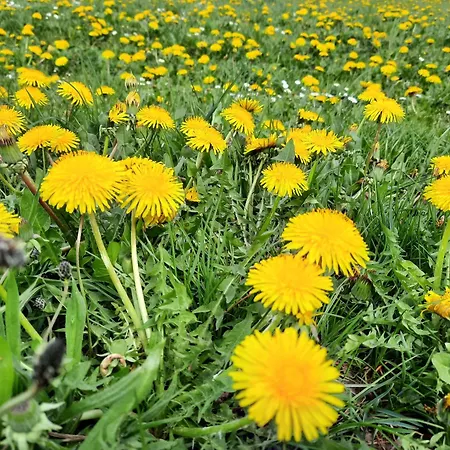 Maison d'hôtes Schaeferhaus, Incl Meinecardplus 3*