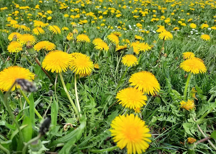 Pensión Schaeferhaus, Incl Meinecardplus 3*